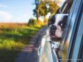 Die meisten Hunde fahren gern im Auto mit